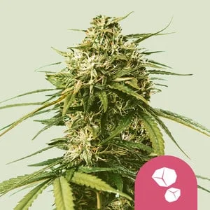Gushers van Royal Queen Seeds