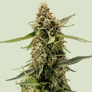 Titan F1 van Royal Queen Seeds