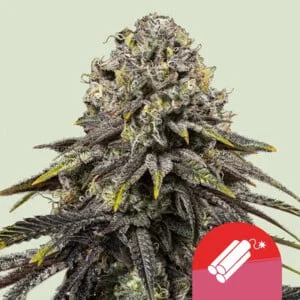 Dynamite Diesel van Royal Queen Seeds