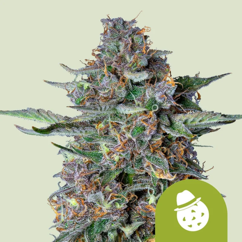 Dos-Si-Dos van Royal Queen Seeds