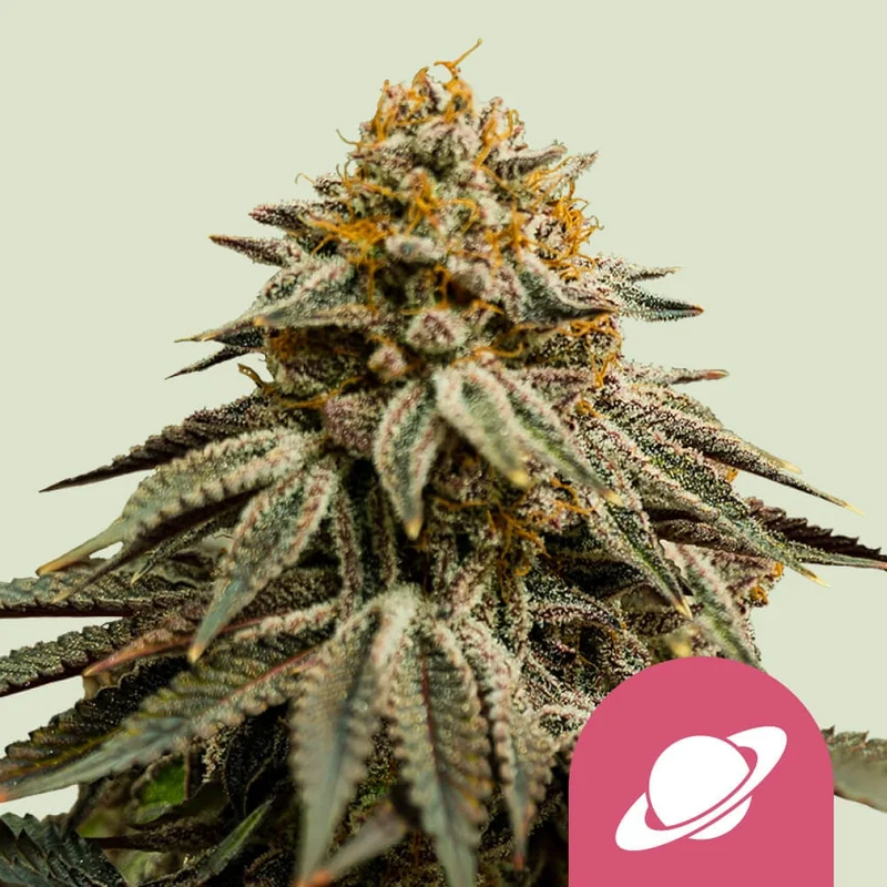 Royal Skywalker van Royal Queen Seeds