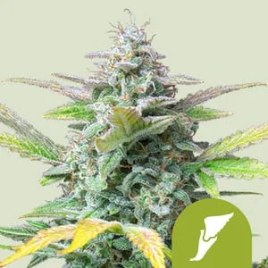 Quick One van Royal Queen Seeds