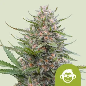 Grape Ape van Royal Queen Seeds