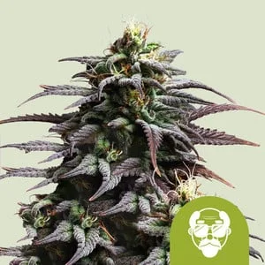 Granddaddy Purple van Royal Queen Seeds