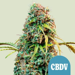 Royal CBDV van Royal Queen Seeds