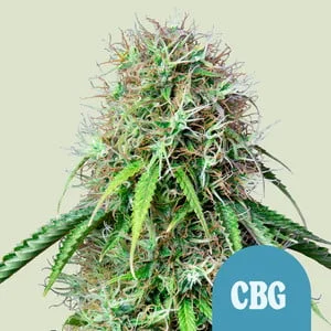 Royal CBG van Royal Queen Seeds