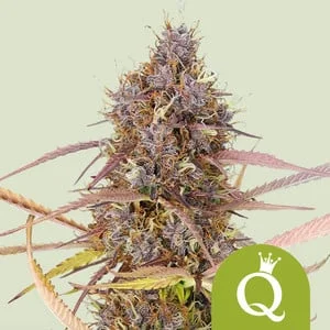 Purple Queen van Royal Queen Seeds