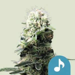 Dance World van Royal Queen Seeds