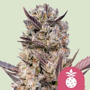 Tropicana Cookies Purple van Royal Queen Seeds