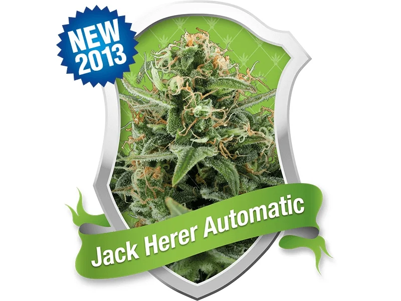 Royal Jack / Jack Herer van Royal Queen Seeds
