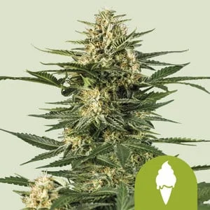 Green Gelato van Royal Queen Seeds