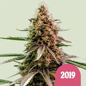 The 2019 van Royal Queen Seeds