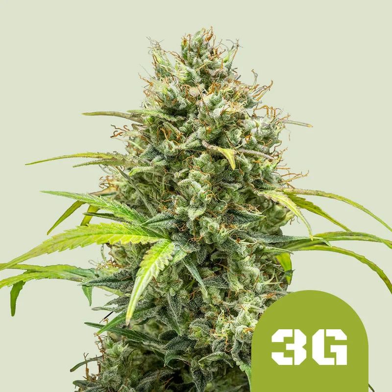 Triple GAutomatic van Royal Queen Seeds