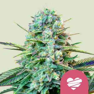 Wedding Crasher van Royal Queen Seeds