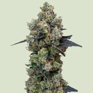 Orbital Banana F1 van Royal Queen Seeds