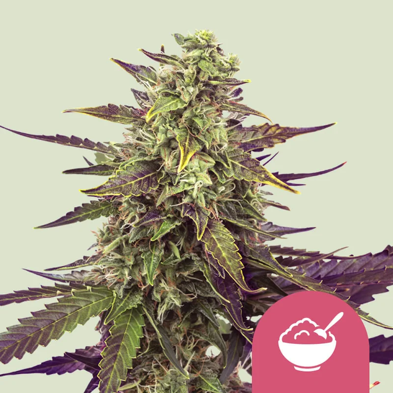 Cereal Milk van Royal Queen Seeds