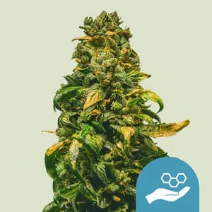 Solomatic CBD van Royal Queen Seeds