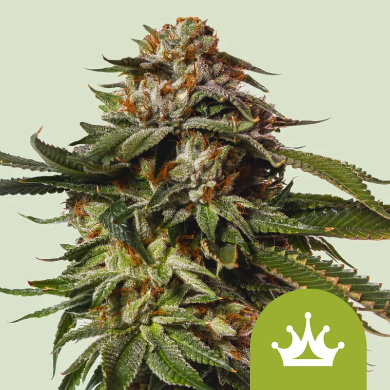 Special Queen 1 van Royal Queen Seeds