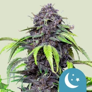 Purplematic CBD van Royal Queen Seeds