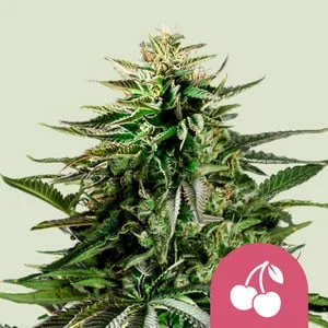 Cherry Pie van Royal Queen Seeds