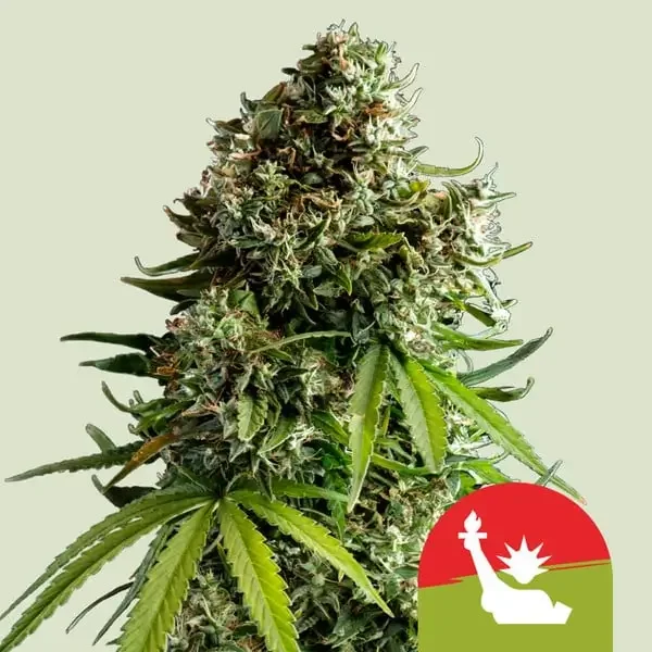 NYC Sour D - Tyson 2.0 van Royal Queen Seeds