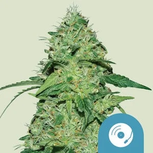 Joanne's CBD van Royal Queen Seeds