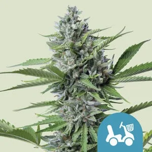 Fast Eddy van Royal Queen Seeds