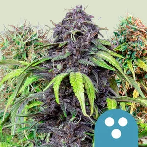 CBD Mix van Royal Queen Seeds
