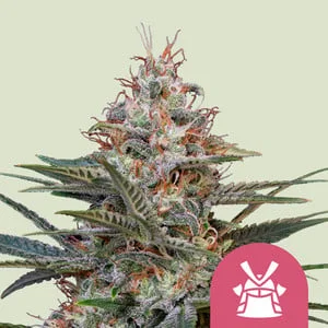 Shogun van Royal Queen Seeds