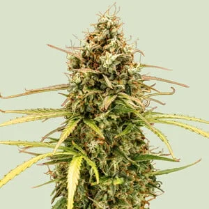 Milky Way F1 van Royal Queen Seeds