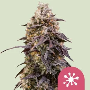 Sticky Queen van Royal Queen Seeds