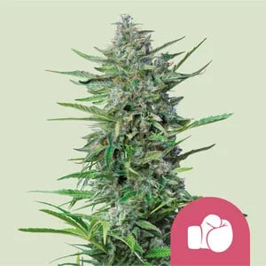 Purple Punch van Royal Queen Seeds