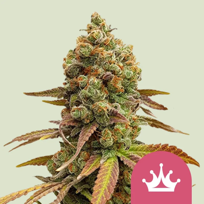 Special Queen #1 van Royal Queen Seeds