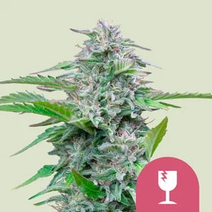 Critical van Royal Queen Seeds