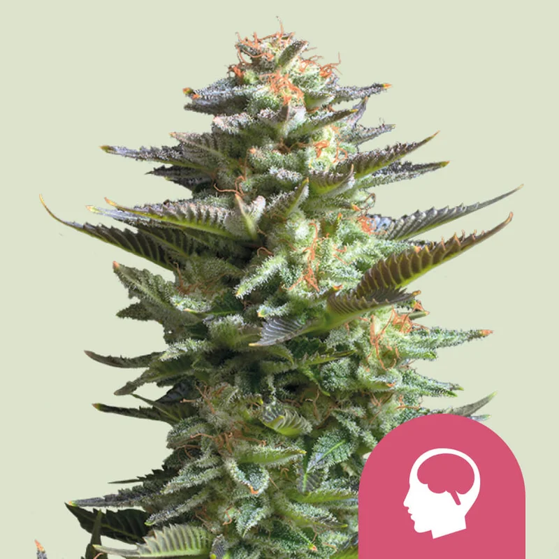 Amnesia Haze di Royal Queen Seeds