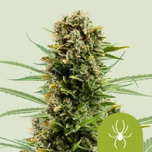 White Widow van Royal Queen Seeds