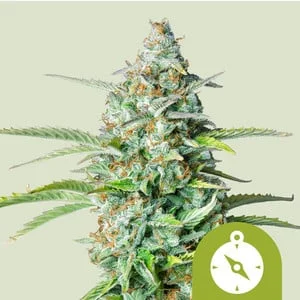 Northern Light van Royal Queen Seeds