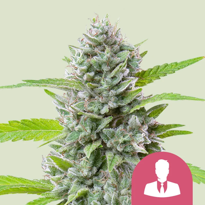 El Patron van Royal Queen Seeds