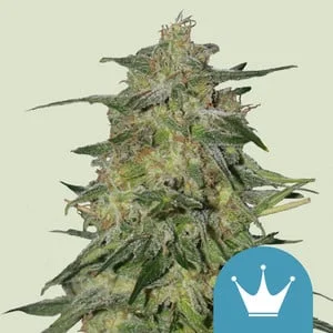 Royal Highness van Royal Queen Seeds