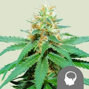 Amnesia Haze van Royal Queen Seeds