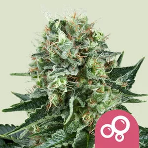Bubble Kush van Royal Queen Seeds