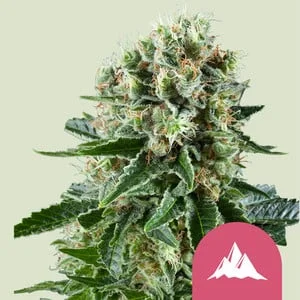 Critical Kush van Royal Queen Seeds