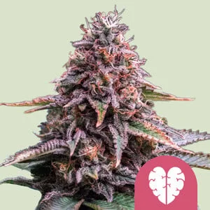 Pink Mist van Royal Queen Seeds