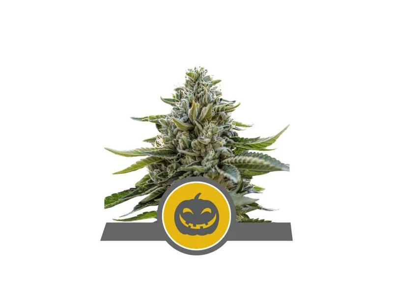 Pumpkin Kush van Royal Queen Seeds