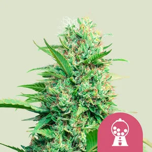 Pink Runtz van Royal Queen Seeds
