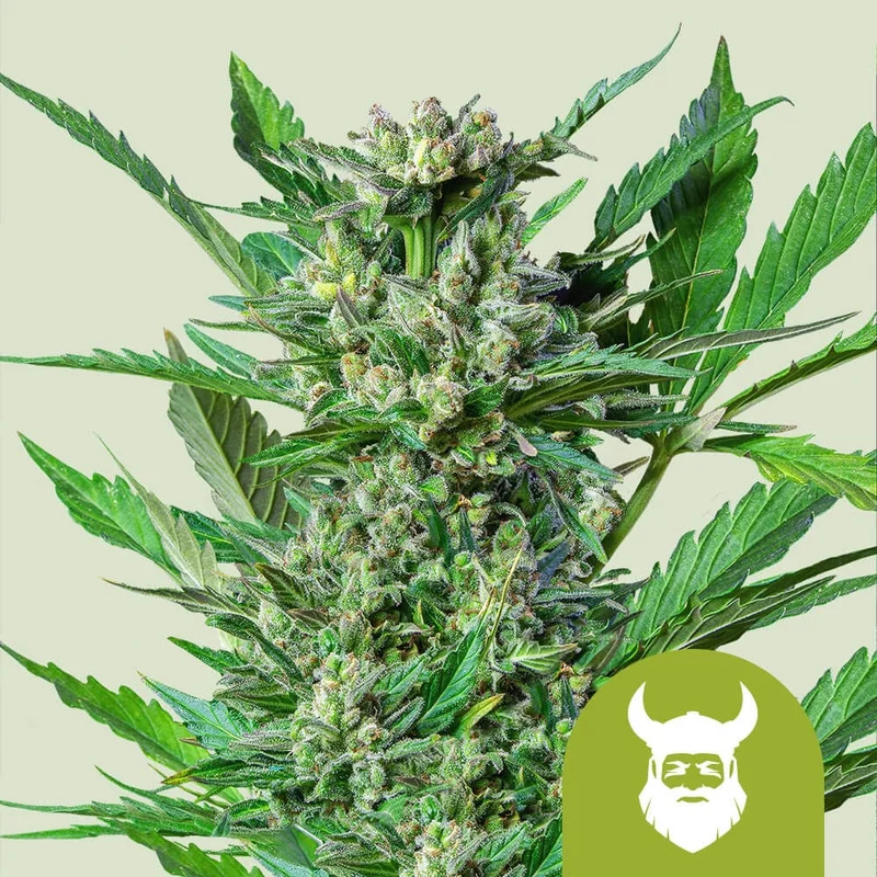 Royal Dwarf van Royal Queen Seeds