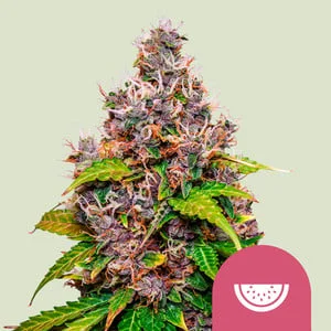 Watermelon van Royal Queen Seeds