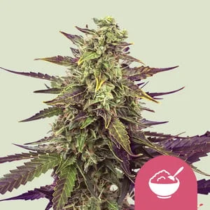Cereal Milk van Royal Queen Seeds