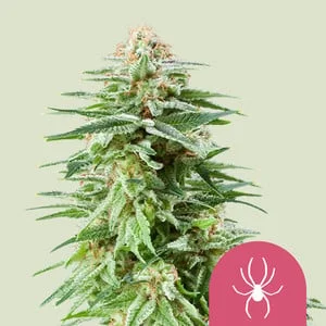 White Widow van Royal Queen Seeds