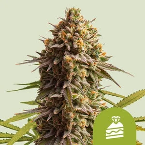 Wedding Cake van Royal Queen Seeds